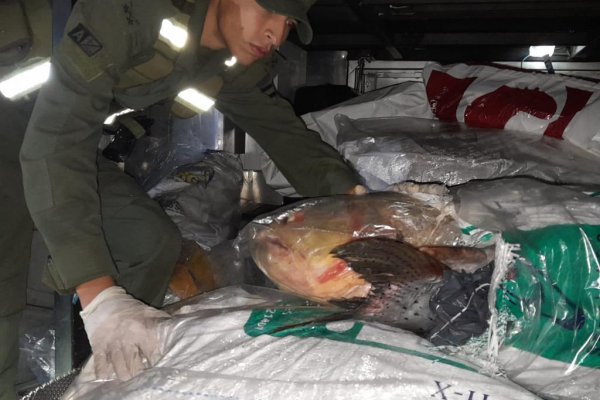 Corrientes: incautaron más de 30 pescados en un control vial