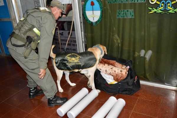 El can de la Fuerza detectó más de tres kilos de marihuana ocultos en tubos de PVC
