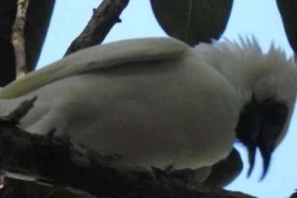 Registraron por primera vez al pájaro campana en Corrientes