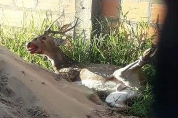 Filmaron a un ciervo maltratado y corriendo por las calles de Corrientes