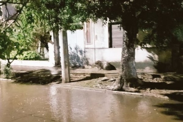 En plena lluvia, apareció un carpincho en el centro de una localidad corrnetina