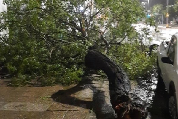 Cayó un árbol frente a la Escuela Centenario