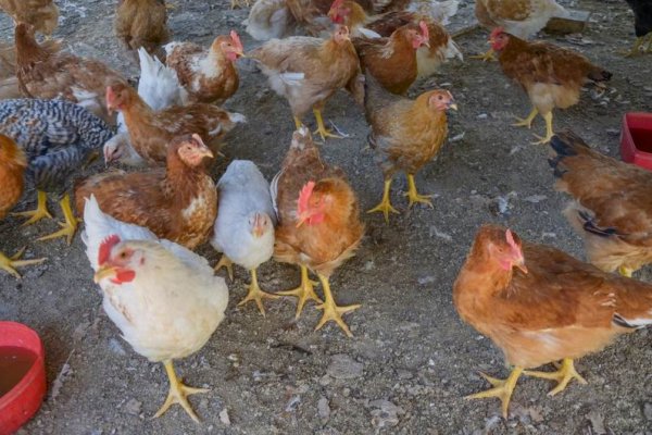 Gripe aviar en Corrientes: realizan el seguimiento de las personas expuestas
