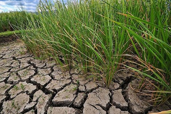 El sector arrocero también considera en Corrientes que se registra la peor cosecha del siglo