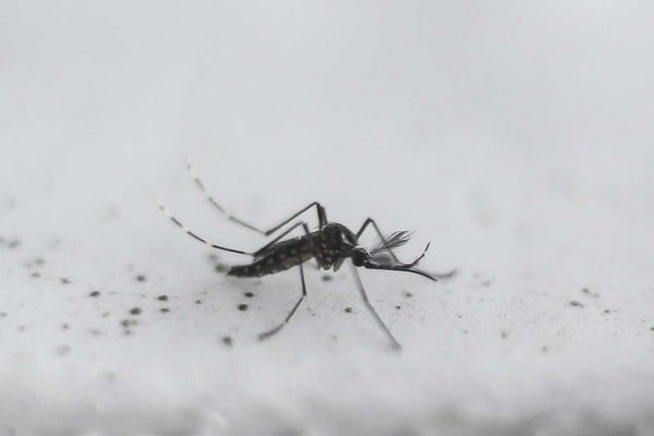 Detectan circulación de nuevas variantes de dengue tipo 2 y chikungunya en Argentina