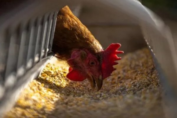 Confirman un nuevo caso de gripe aviar en Corrientes