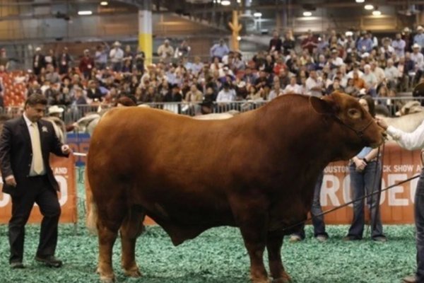 Un jurado argentino con mucha pista elegirá al Gran Campeón del Mundial de Brangus en Corrientes