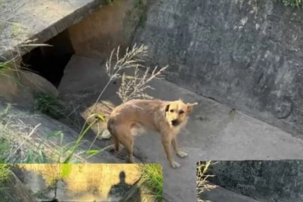 Corrientes: Bomberos rescataron a un perro que había quedado atascado por más de 10 horas en un canal