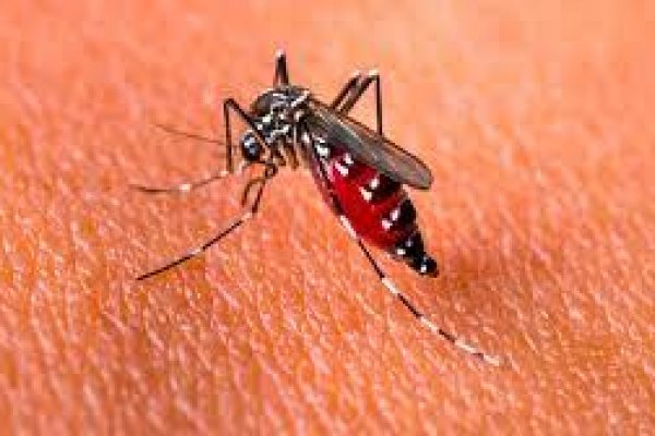 Preocupa el crecimiento de casos de Dengue en Argentina
