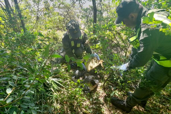 Corrientes: Gendarmes hallaron 20 kilos de marihuana escondida en un monte
