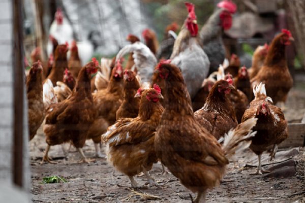 Detectaron un nuevo caso de gripe aviar en Corrientes