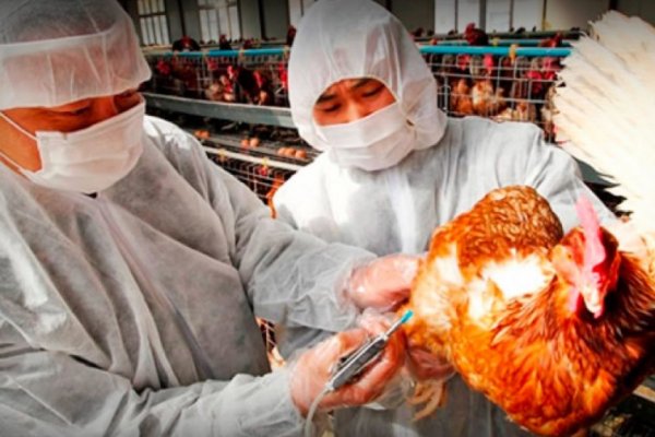 China confirmó la primera muerte de una persona por gripe aviar