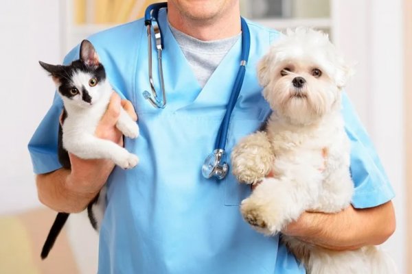 Las farmacias podrán vender medicamentos con recetas de veterinarios matriculados