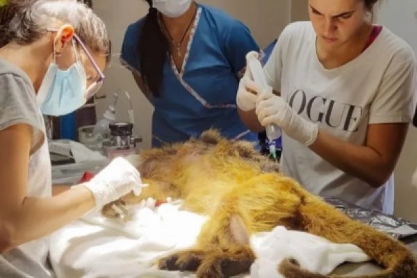Corrientes: murió la mona carayá que recibió 30 balines de aire comprimido