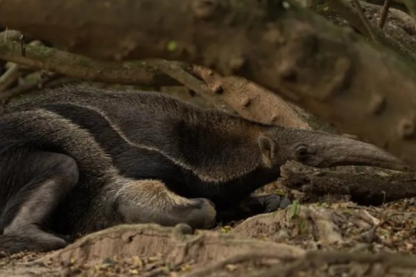 Registraron una pareja de osos hormigueros reproduciéndose en los Esteros del Iberá
