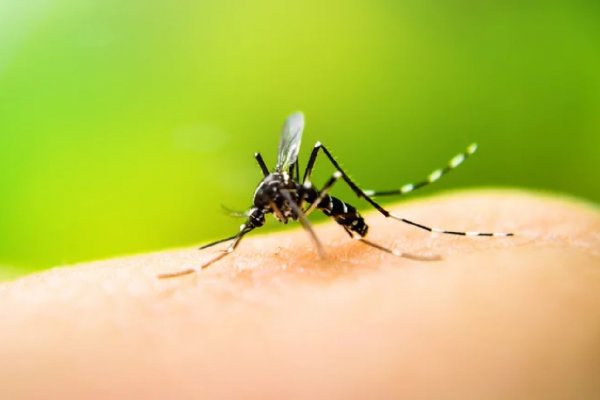 En Corrientes circulan dos de cuatro serotipos de dengue