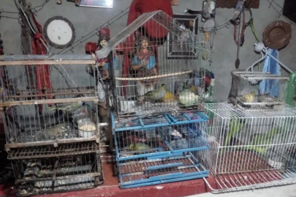 Corrientes: Investigaban un robo y terminaron encontrando drogas y aves en peligro de extinción