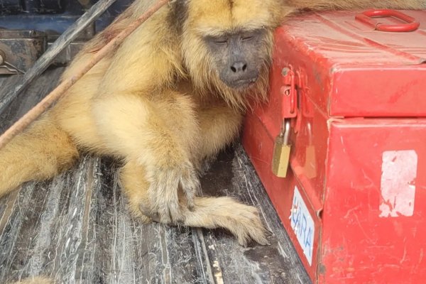 Rescataron un mono carayá