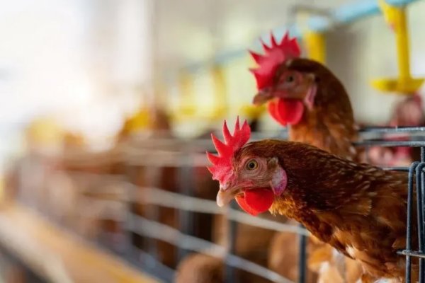 Realizarán una tercera prueba por gripe aviar en granja avícola de Corrientes