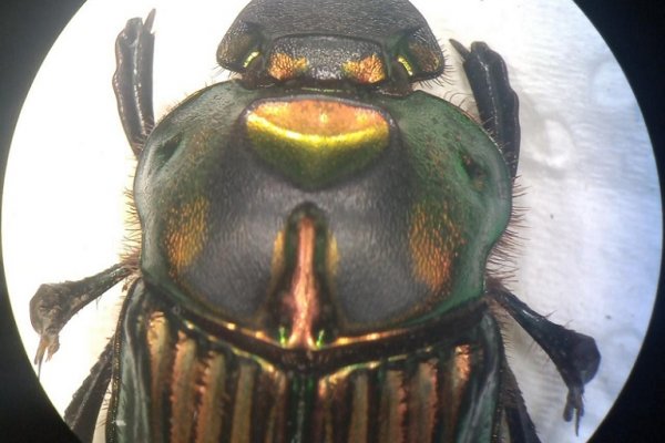 Una familia de escarabajos podría indicar el estado del ecosistema regional
