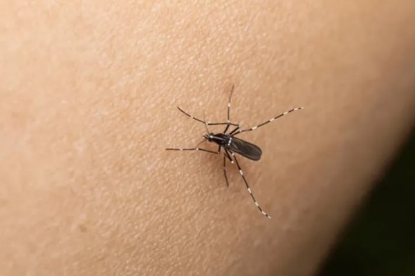 Confirmaron el primer caso autóctono de dengue en Mendoza