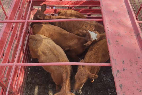 Detuvieron a tres hombres que circulaban en una camioneta con cinco animales vacunos