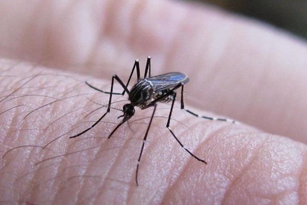 44 muertos y aumento en el número de casos de dengue en Argentina