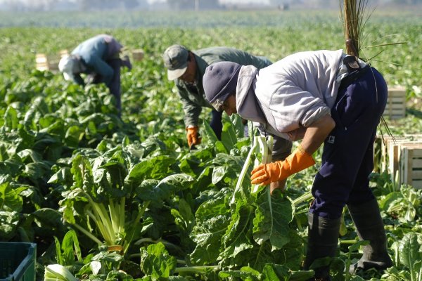 Lucha contra el trabajo informal: RENATRE inscribirá de oficio a trabajadores y empleadores rurales que estén registrados en AFIP