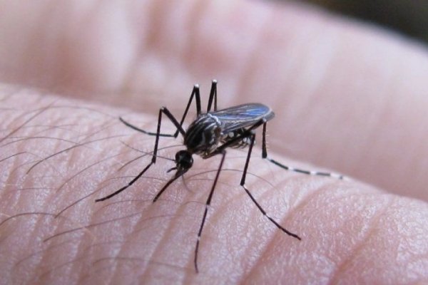 Advierten de un nuevo síntoma de dengue que circula en Argentina