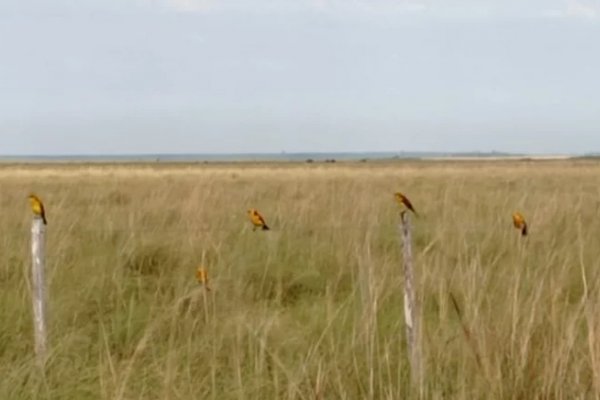 Hallaron una población de pájaros en peligro de extinción en Corrientes