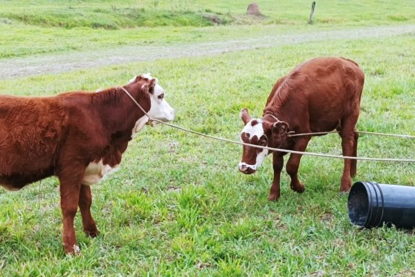 Recuperaron dos animales vacunos e incautaron diversos productos cárnicos en Ituzaingó