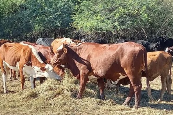 Corrientes: la ganadería sigue con serios problemas por la sequía