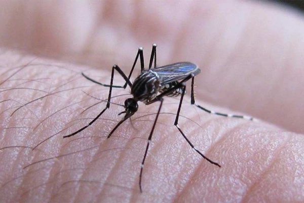 Por cuarta semana consecutiva se registró un descenso en la curva de casos de dengue en el país