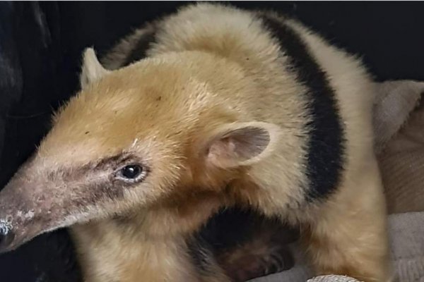 Trasladaron a un oso melero rescatado en Mendoza a Corrientes