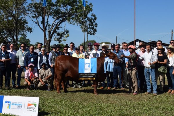 Mundial Brangus en Corrientes: se conocieron a los mejores ejemplares de la raza