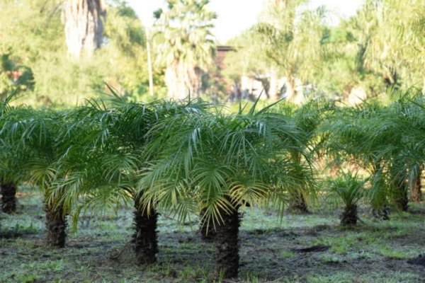 Buscan plantar 3000 árboles en Corrientes