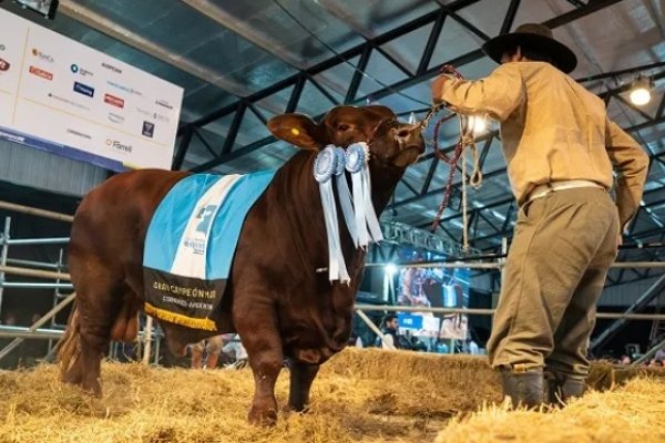 Pagaron $38,5 millones por el 50% de un toro Brangus en Corrientes