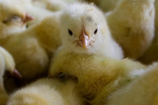 Se habilita el movimiento de pollitos bebé para la agricultura familiar