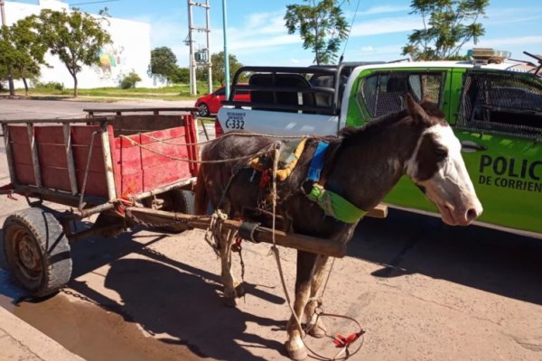 Corrientes: demoraron a tres personas por merodeo y maltrato animal