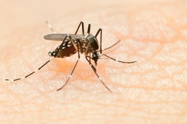 Se detectó por primera vez en el año el serotipo 3 del dengue en el país