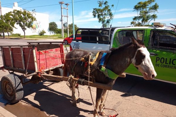 Rescataron a un caballo que era maltratado y utilizado para robar