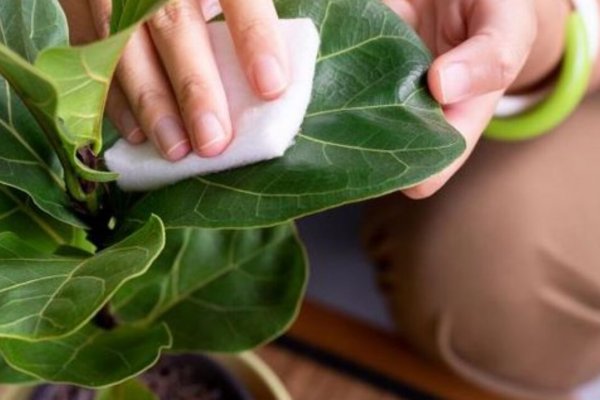 3 usos del vinagre para dejar impecables tus plantas de interior