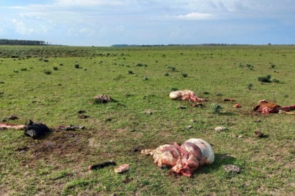 Productores salen a la ruta por casos de abigeato y cuatrerismo en Santo Tomé