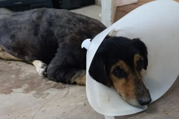 Corrientes: Buscan ayuda para una perrita que lucha por sobrevivir