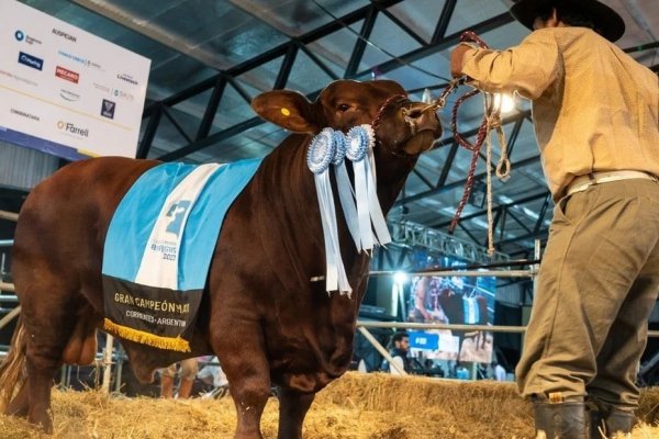 Obtuvo el Gran Campeón en el Mundial Brangus en Corrientes, lo vendió a precio récord