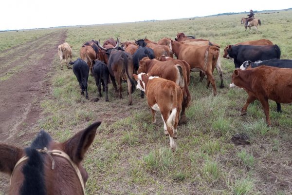 Hallaron y secuestraron 30 animales bovinos y 3 equinos, por supuesto abigeato