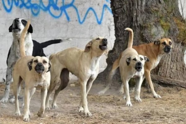 Una jauría atacó a una nena en un cumpleaños y tuvieron que amputarle un brazo