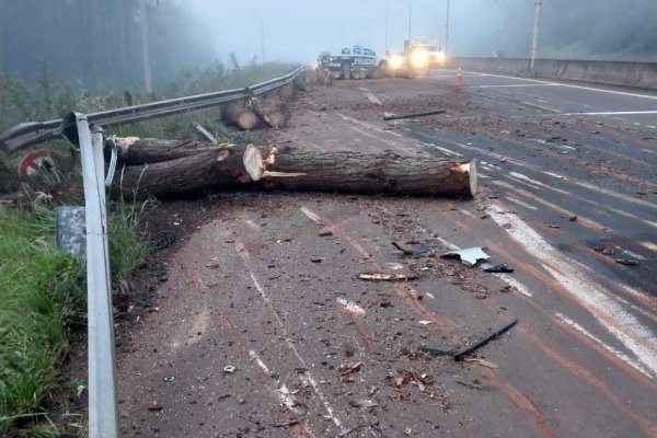 Se desprendió la carga de pinos de un camión y provocó un accidente