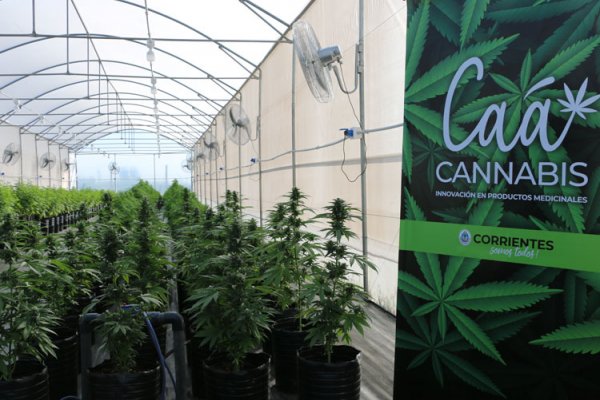 El viernes Corrientes presentará los avances del Proyecto Caá Cannabis