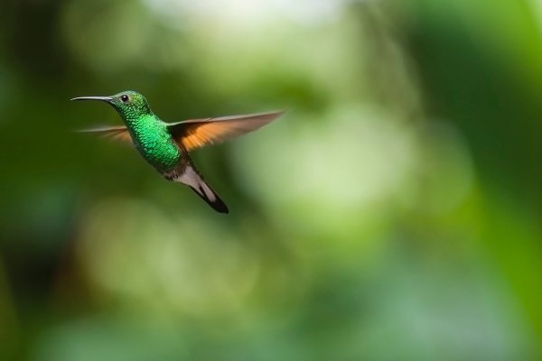 Personalidad: el test del pájaro que te indica si sos o no sos una persona independiente